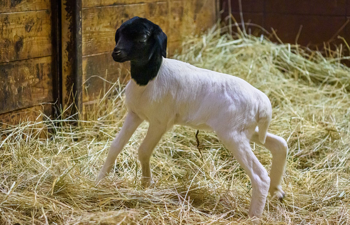Prvním mládětem roku 2026 je ovečka