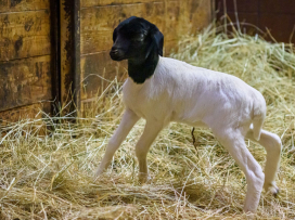 Prvním mládětem roku 2026 je ovečka