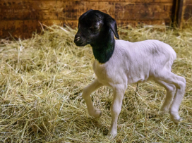 Prvním mládětem roku 2026 je ovečka