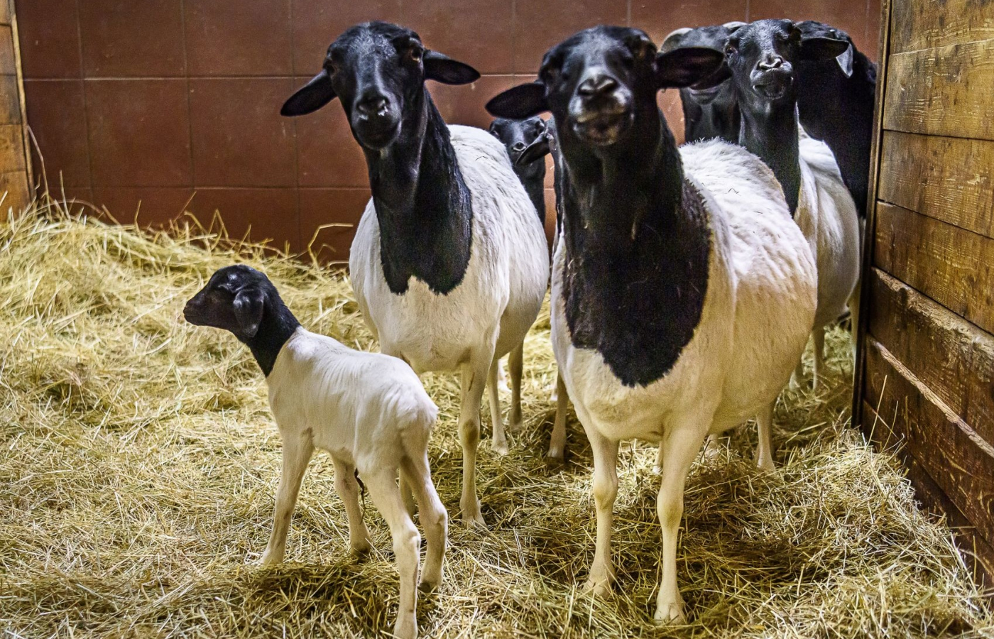 Prvním mládětem roku 2026 je ovečka