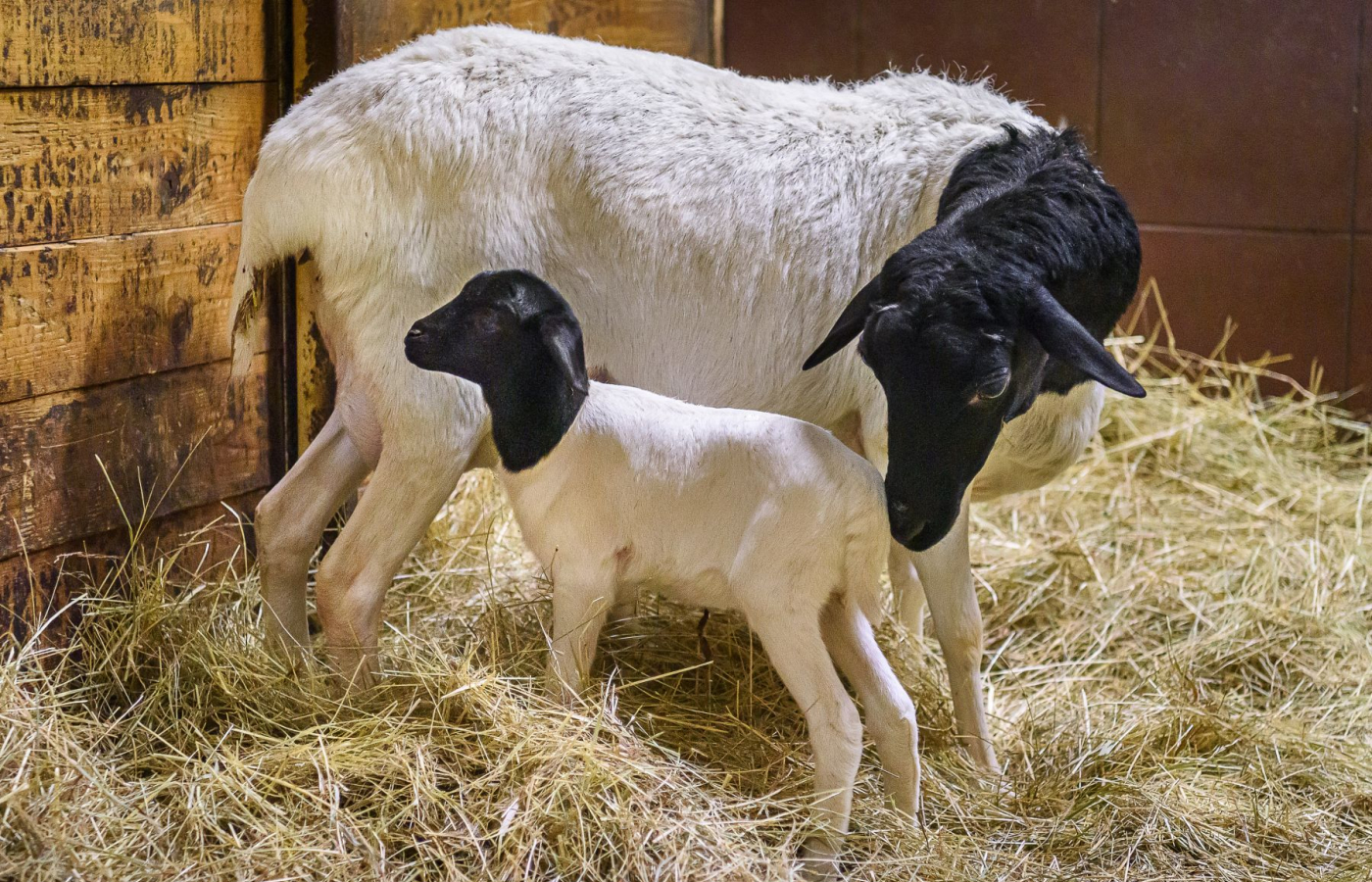 Prvním mládětem roku 2026 je ovečka