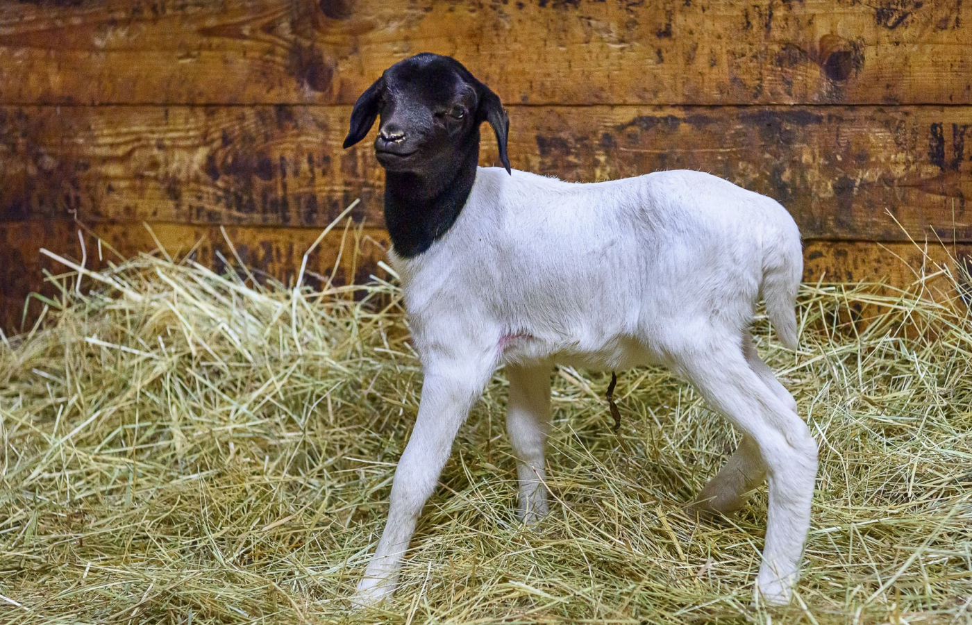 Prvním mládětem roku 2026 je ovečka