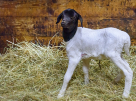 Prvním mládětem roku 2026 je ovečka