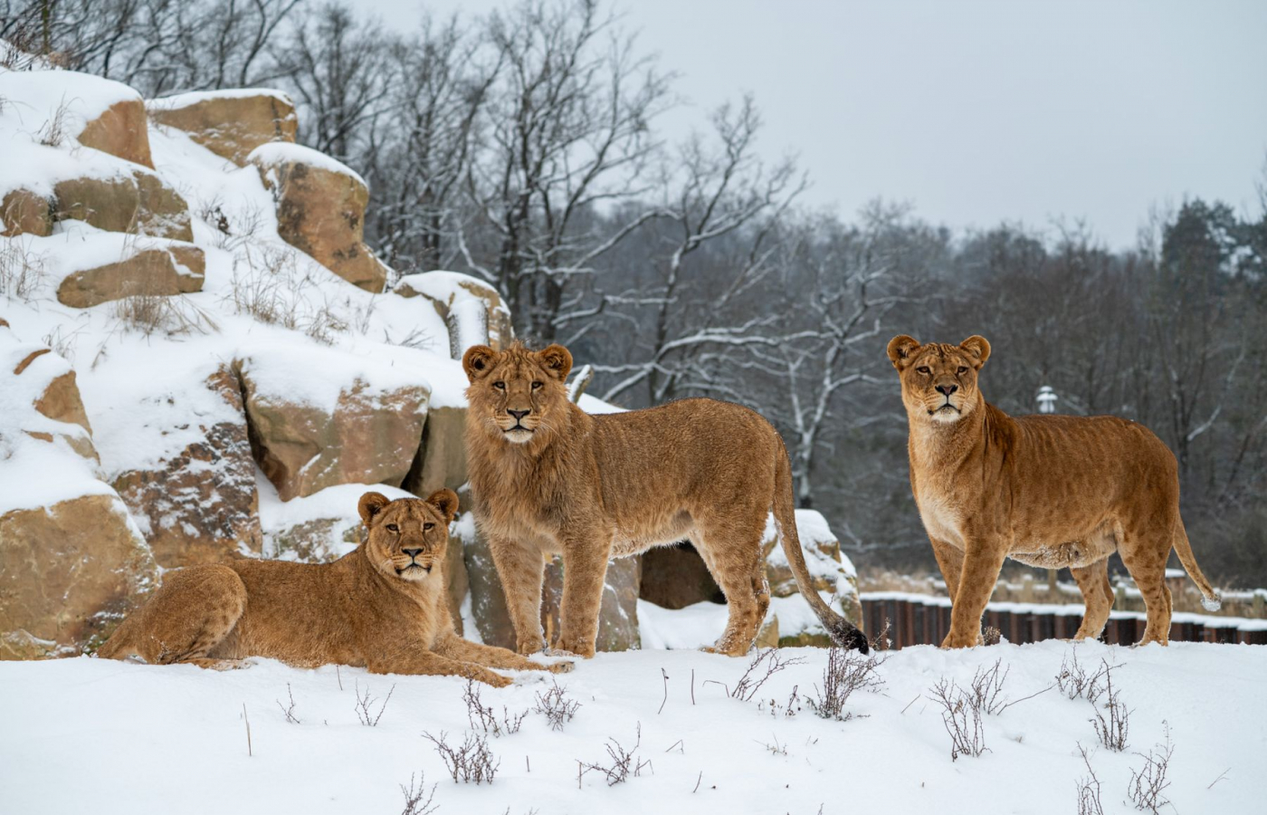 S pololetním vysvědčením za 1 Kč do zoo