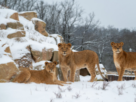 S pololetním vysvědčením za 1 Kč do zoo