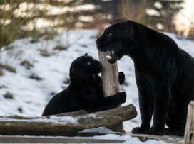 S pololetním vysvědčením za 1 Kč do zoo