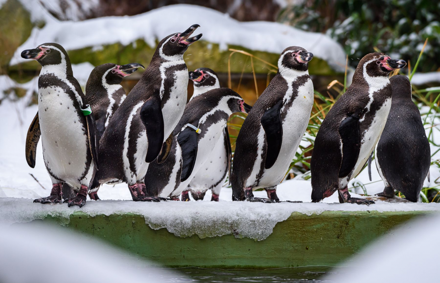 S pololetním vysvědčením za 1 Kč do zoo