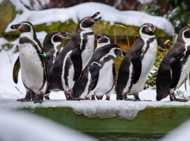 S pololetním vysvědčením za 1 Kč do zoo