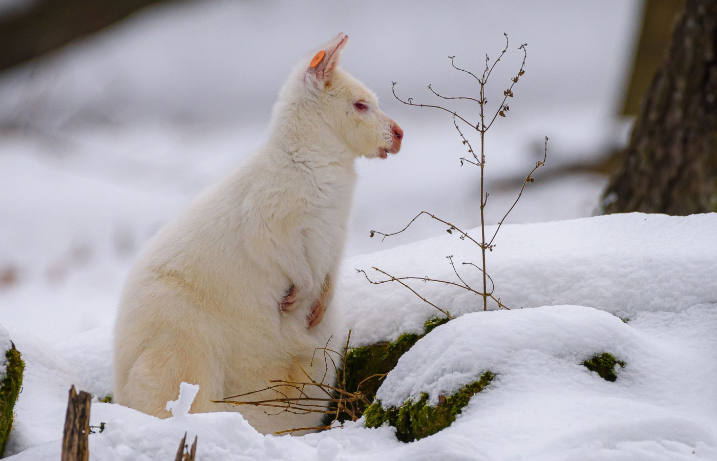 S pololetním vysvědčením za 1 Kč do zoo