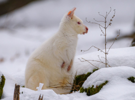 S pololetním vysvědčením za 1 Kč do zoo