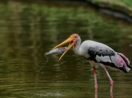 Zoo Zlín se zapojí do mezinárodní ochranářské kampaně Mokřady pro život