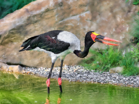 Zoo Zlín se zapojí do mezinárodní ochranářské kampaně Mokřady pro život