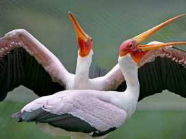 Zoo Zlín se zapojí do mezinárodní ochranářské kampaně Mokřady pro život