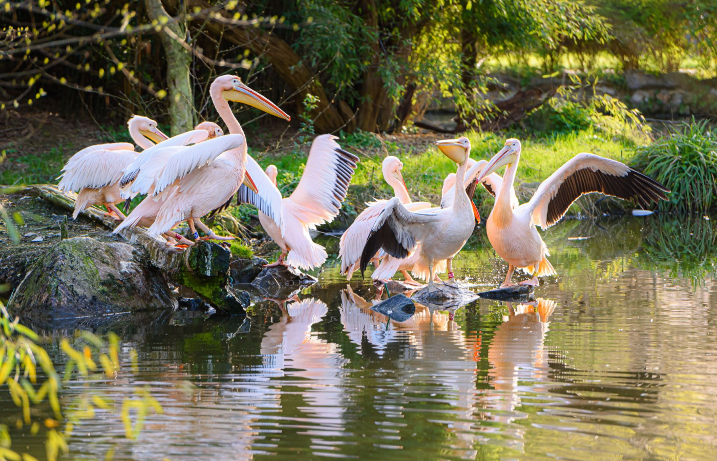 Zoo Zlín se zapojí do mezinárodní ochranářské kampaně Mokřady pro život