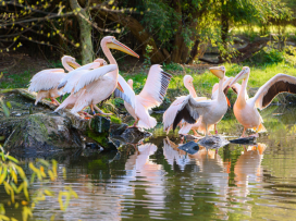 Zoo Zlín se zapojí do mezinárodní ochranářské kampaně Mokřady pro život