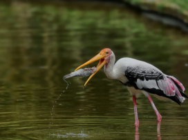 Zlín Zoo joins international “Wetlands for Life” conservation campaign