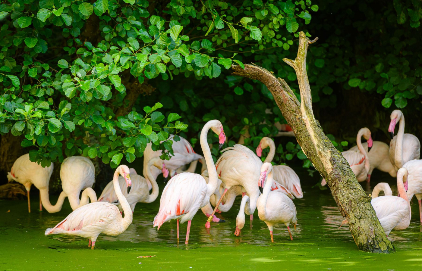 Zlín Zoo joins international “Wetlands for Life” conservation campaign