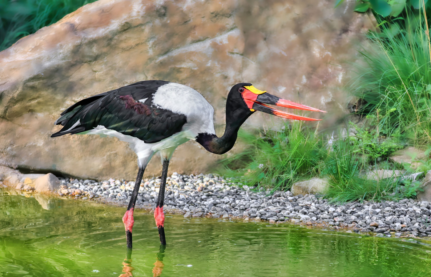 Zlín Zoo joins international “Wetlands for Life” conservation campaign