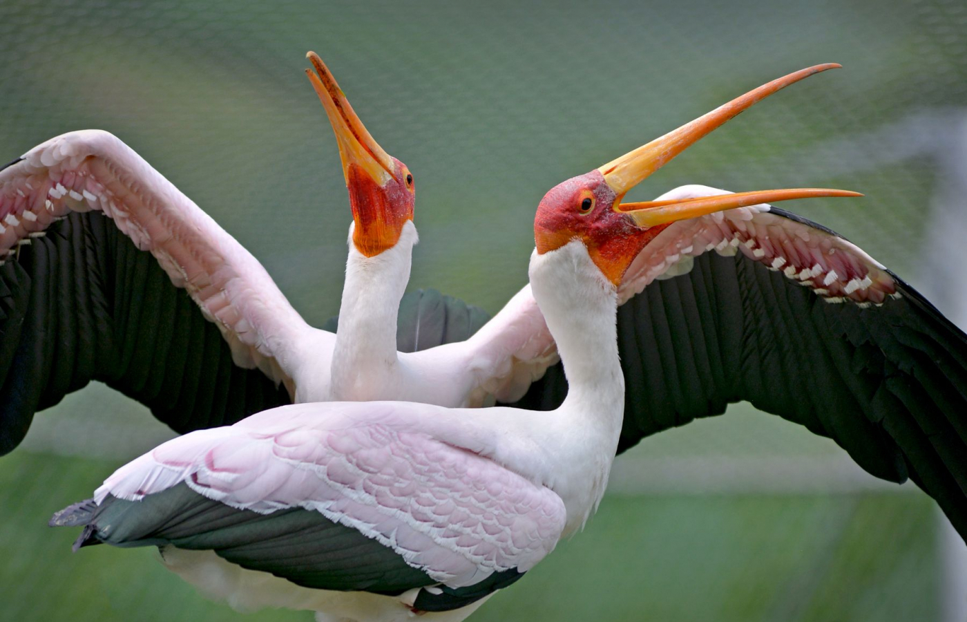 Zlín Zoo joins international “Wetlands for Life” conservation campaign