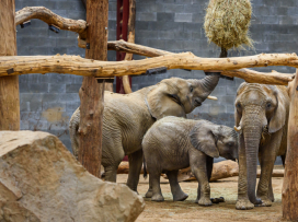 Prohlídky chovného zařízení pro slony