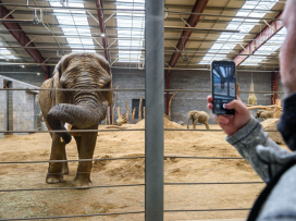 Prohlídky chovného zařízení pro slony