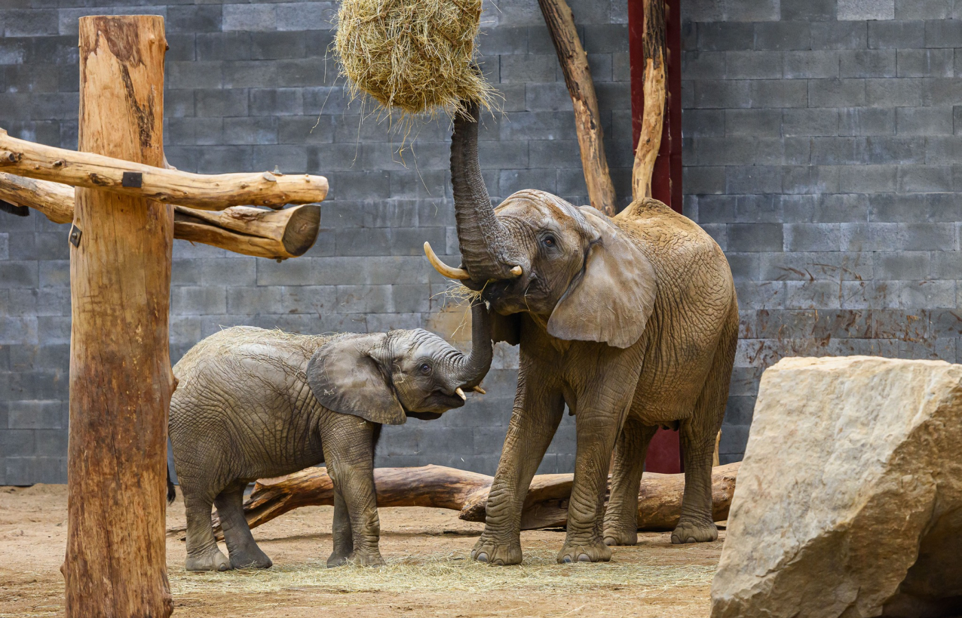 Prohlídky chovného zařízení pro slony