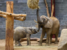 Prohlídky chovného zařízení pro slony