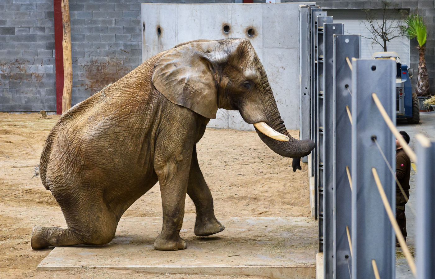Prohlídky chovného zařízení pro slony