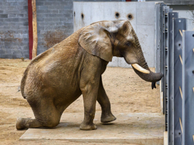 Prohlídky chovného zařízení pro slony