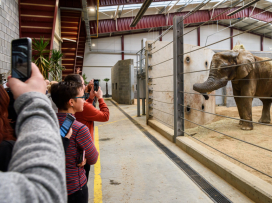 Prohlídky chovného zařízení pro slony