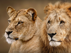 Zoo v Česku hodnotí minulý rok: Praha má rekord, ale ve Zlíně mají taháky, které jinde nenajdete