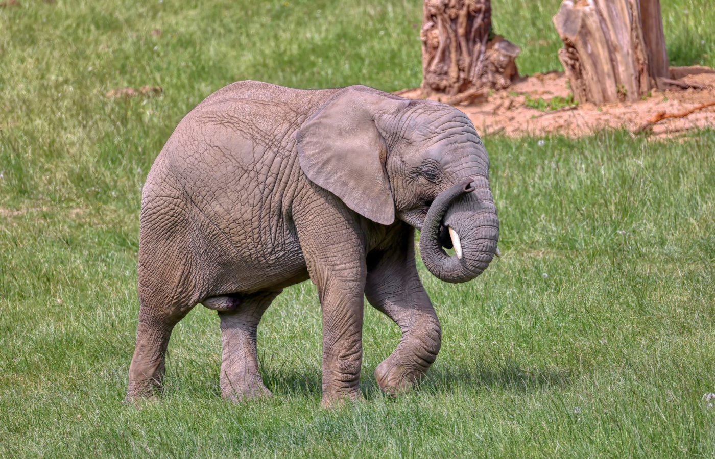 Zoo v Česku hodnotí minulý rok: Praha má rekord, ale ve Zlíně mají taháky, které jinde nenajdete