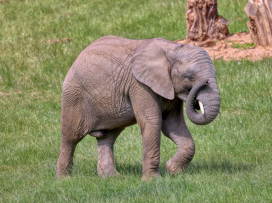 Zoo v Česku hodnotí minulý rok: Praha má rekord, ale ve Zlíně mají taháky, které jinde nenajdete