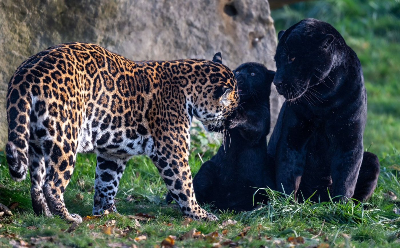 Zoo v Česku hodnotí minulý rok: Praha má rekord, ale ve Zlíně mají taháky, které jinde nenajdete