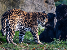 Zoo v Česku hodnotí minulý rok: Praha má rekord, ale ve Zlíně mají taháky, které jinde nenajdete