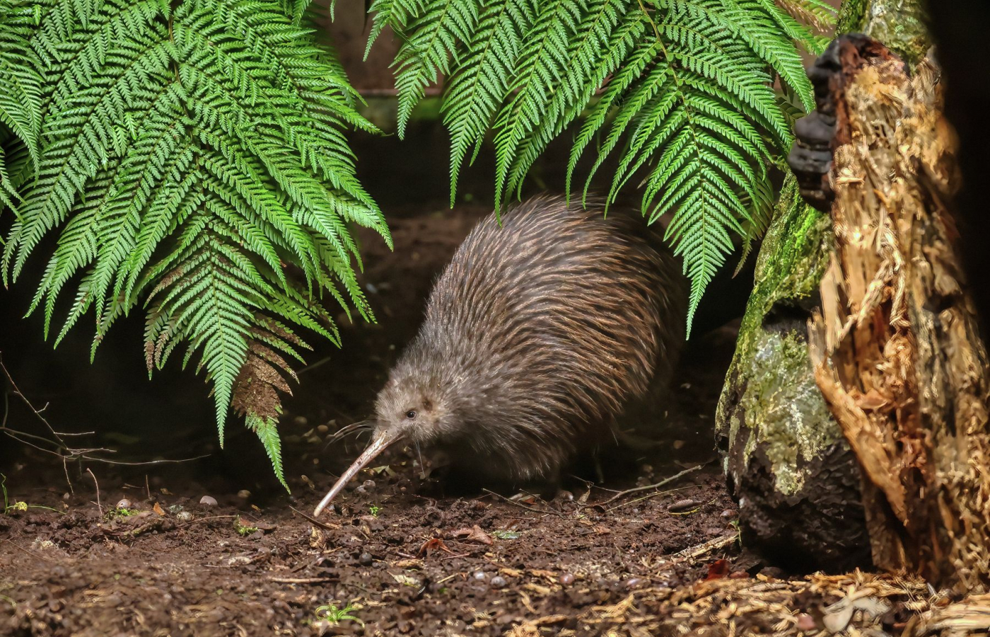 Zoo v Česku hodnotí minulý rok: Praha má rekord, ale ve Zlíně mají taháky, které jinde nenajdete