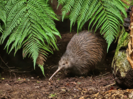 Zoo v Česku hodnotí minulý rok: Praha má rekord, ale ve Zlíně mají taháky, které jinde nenajdete