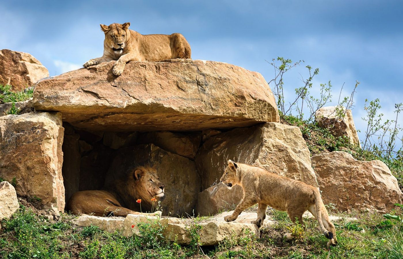 Zoo v Česku hodnotí minulý rok: Praha má rekord, ale ve Zlíně mají taháky, které jinde nenajdete