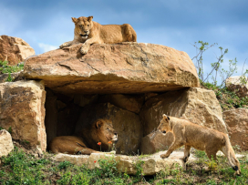 Zoo v Česku hodnotí minulý rok: Praha má rekord, ale ve Zlíně mají taháky, které jinde nenajdete