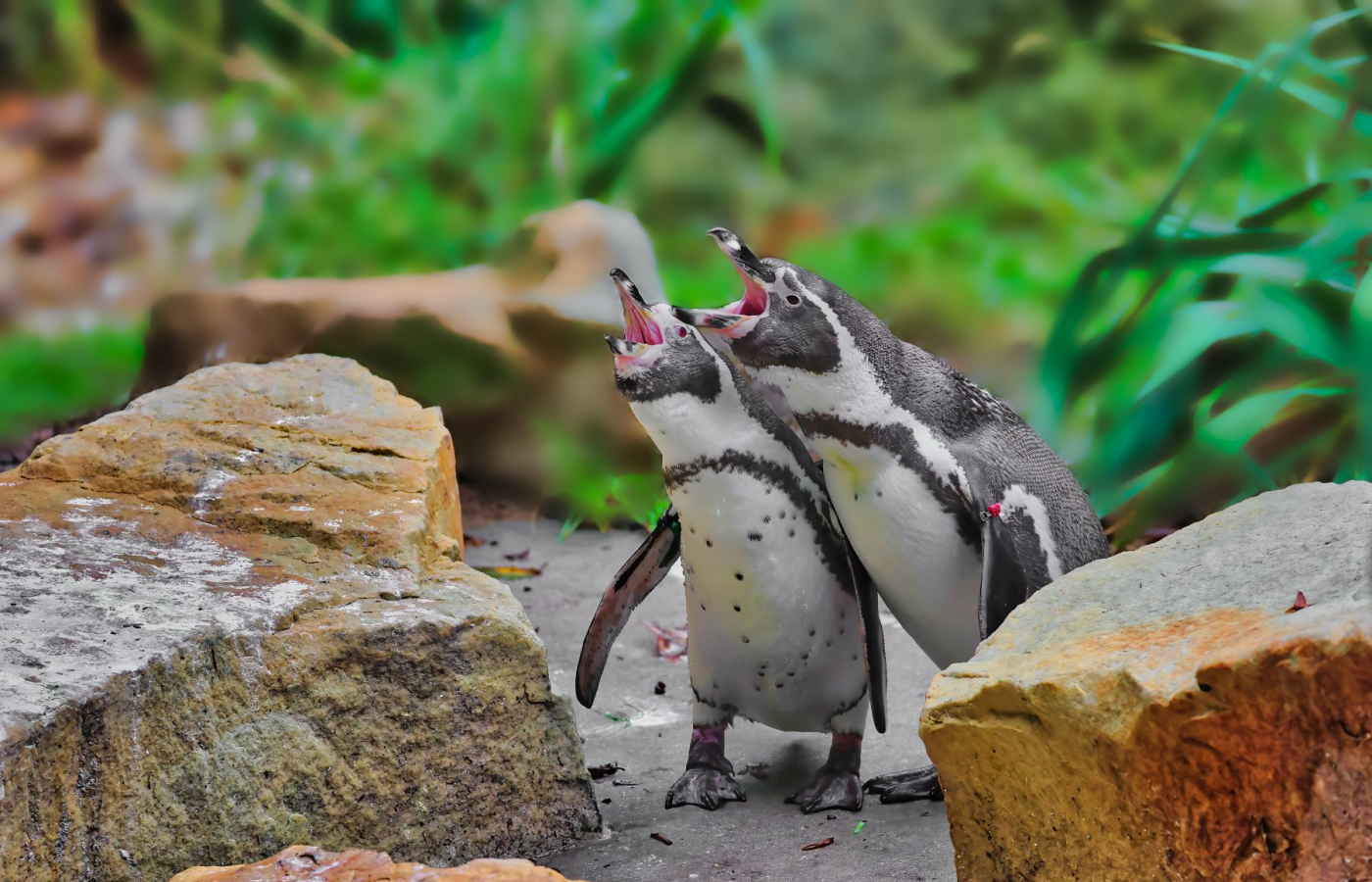 Oslavte Valentýna v Zoo Zlín