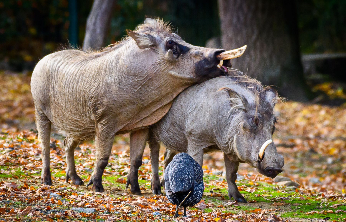 Oslavte Valentýna v Zoo Zlín