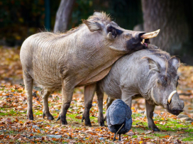 Oslavte Valentýna v Zoo Zlín
