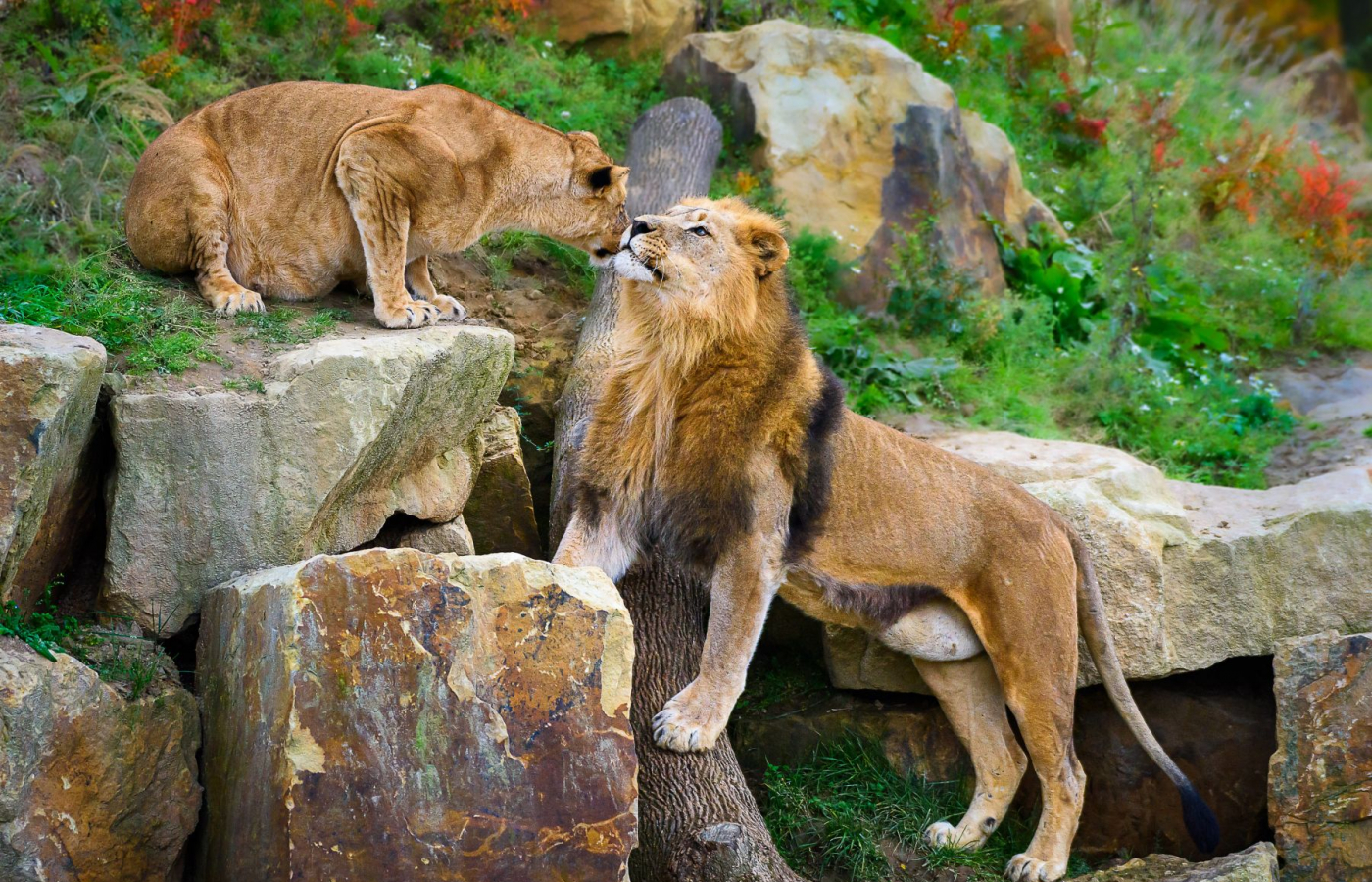 Oslavte Valentýna v Zoo Zlín