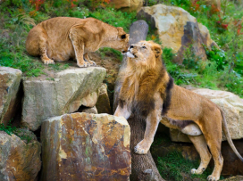 Oslavte Valentýna v Zoo Zlín