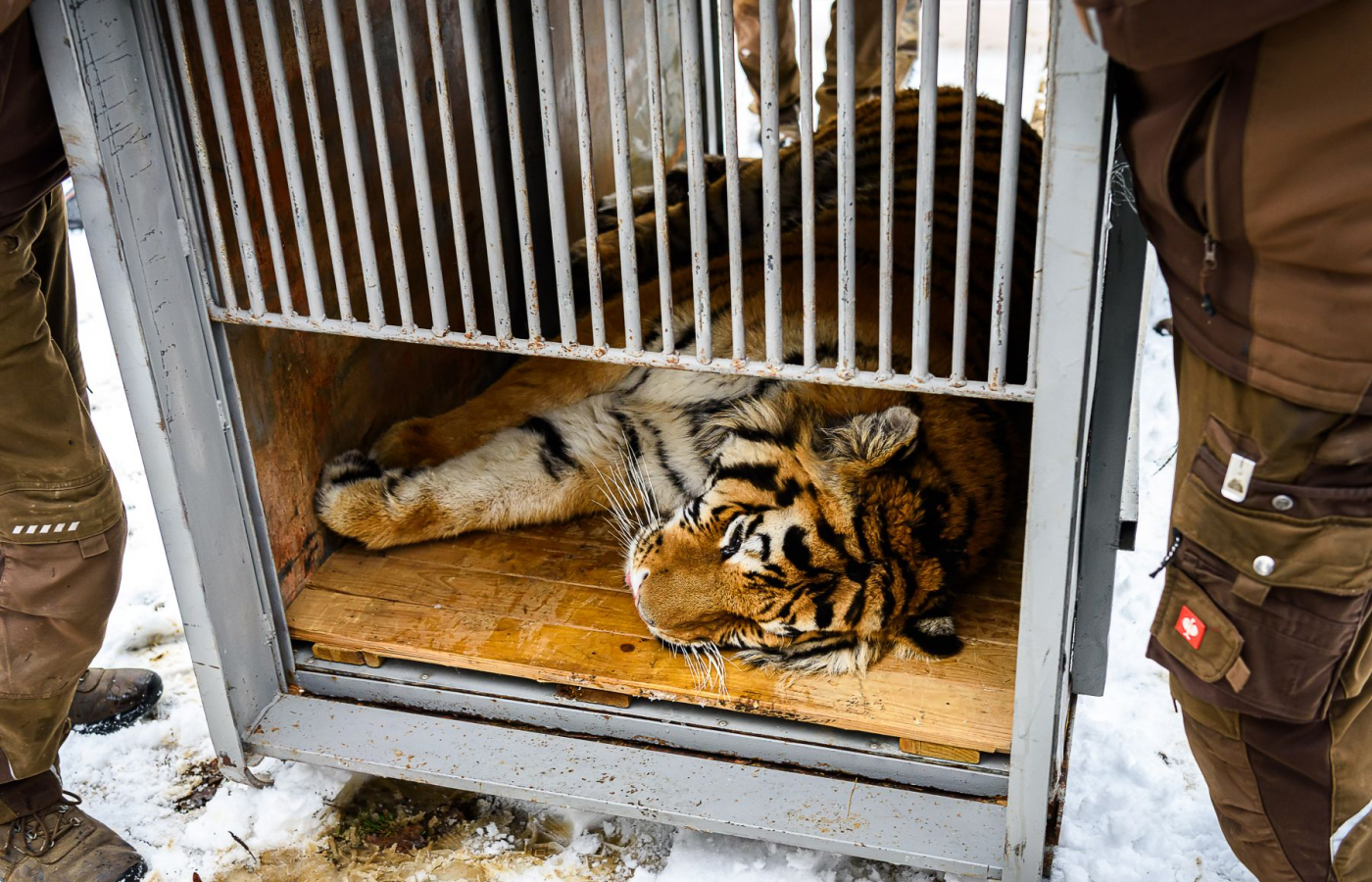 Ozzy je už v Portugalsku