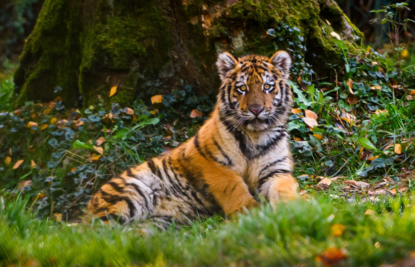 Ozzy je už v Portugalsku