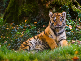 Ozzy je už v Portugalsku