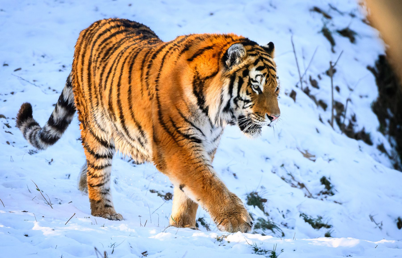 Ozzy je už v Portugalsku