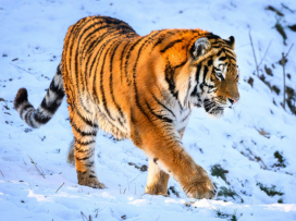 Ozzy je už v Portugalsku