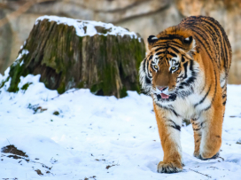 Ozzy je už v Portugalsku
